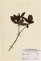 藏品(西施花)的圖片